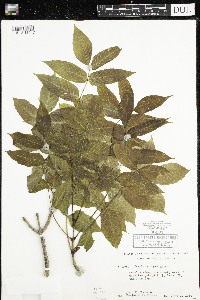 Fraxinus nigra image