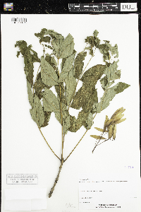 Fraxinus nigra image