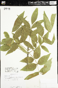 Fraxinus nigra image