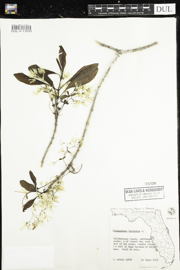Chionanthus virginicus image