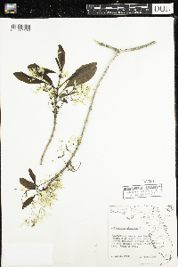 Media resource of Chionanthus virginicus