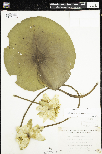 Nymphaea odorata image