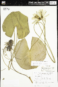 Nymphaea odorata image