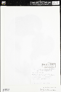 Nymphaea odorata image