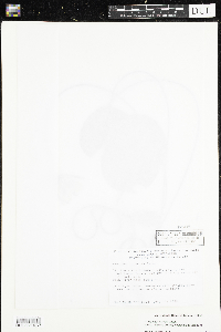 Nymphaea odorata image