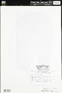 Nymphaea odorata image