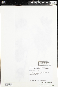 Nymphaea odorata image