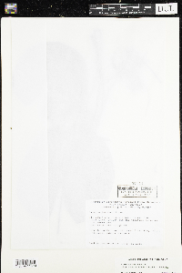 Nymphaea odorata image