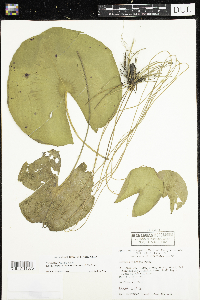 Nymphaea odorata image