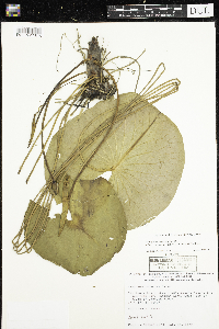 Nymphaea odorata image