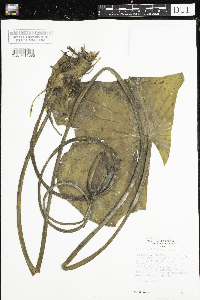 Nymphaea odorata image