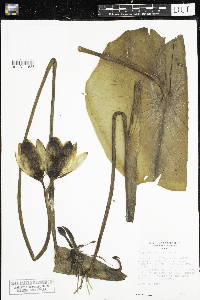 Nymphaea odorata image