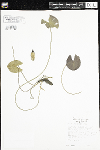 Nymphaea odorata image
