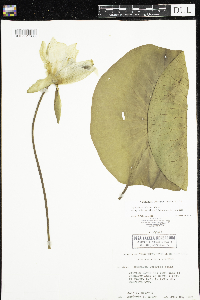 Nymphaea odorata image