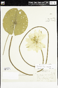 Nymphaea odorata image