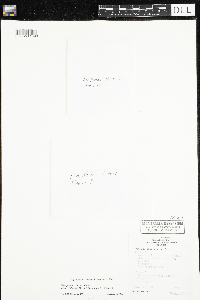 Nymphaea odorata image