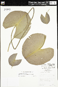 Nymphaea odorata image