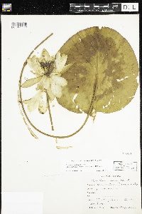 Nymphaea odorata image
