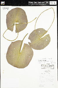 Nymphaea odorata image