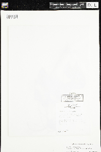 Nymphaea odorata image