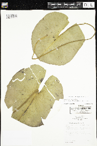 Nymphaea odorata image