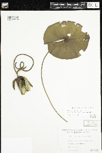 Nymphaea odorata image