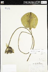 Nymphaea odorata image
