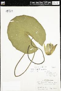 Nymphaea odorata image