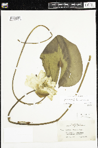 Nymphaea odorata image