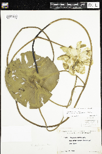 Nymphaea odorata image