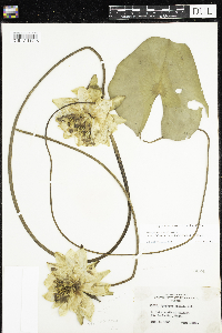 Nymphaea odorata image