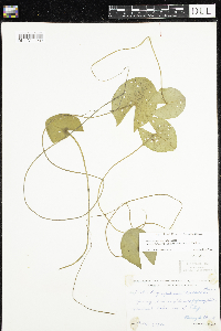 Nymphaea odorata image