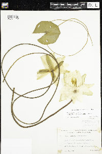 Nymphaea odorata image