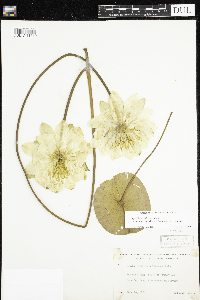 Nymphaea odorata image