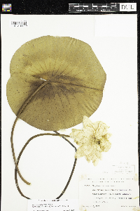 Nymphaea odorata image