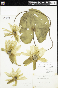 Nymphaea odorata image
