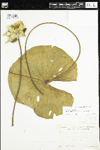 Nymphaea odorata image
