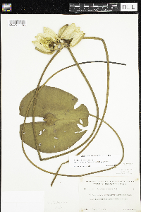 Nymphaea odorata image
