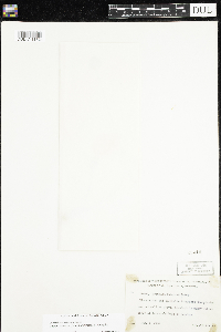 Nymphaea odorata image