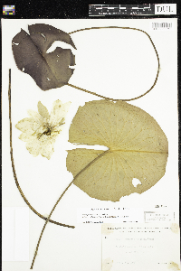 Nymphaea odorata image