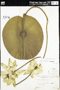 Nymphaea odorata image