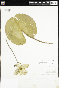 Nymphaea odorata image