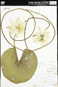 Nymphaea odorata image