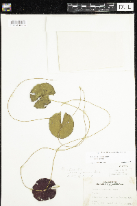 Nymphaea odorata subsp. odorata image
