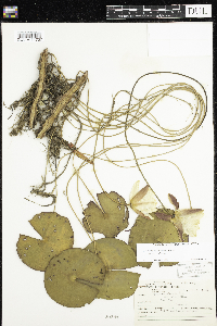 Nymphaea odorata subsp. odorata image