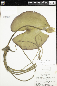 Nymphaea odorata image