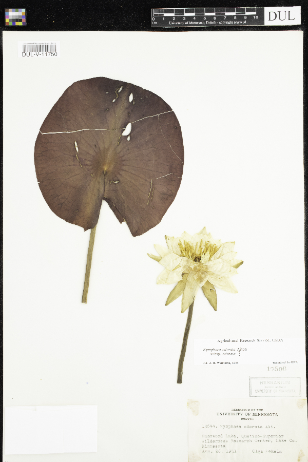 Nymphaea odorata subsp. odorata image