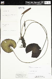 Nymphaea odorata image