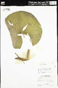 Nymphaea odorata image