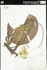 Nymphaea odorata image